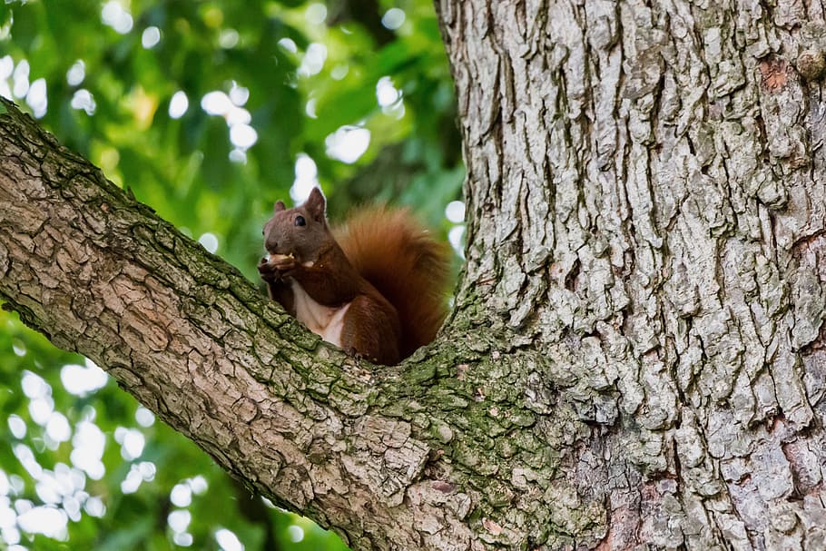 squirrel, tree, aesthetic, nature, rodent, climb, animal, forest animals, HD wallpaper