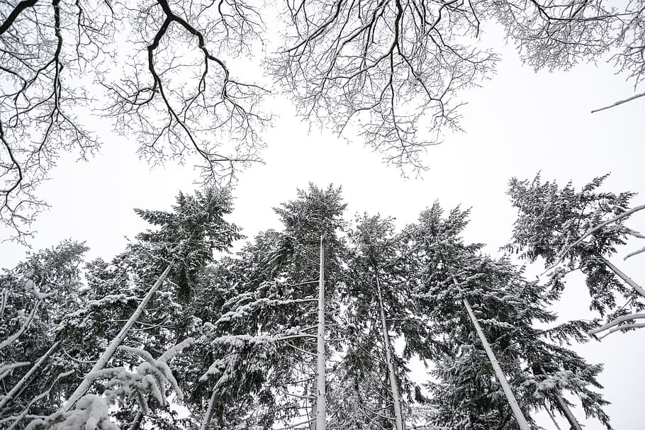 trees covering with snow, pine trees, winter, white, cold, nature HD wallpaper