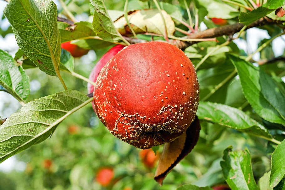 round brown fruit, apple, lazy, decay, rot, kernobstgewaechs HD wallpaper