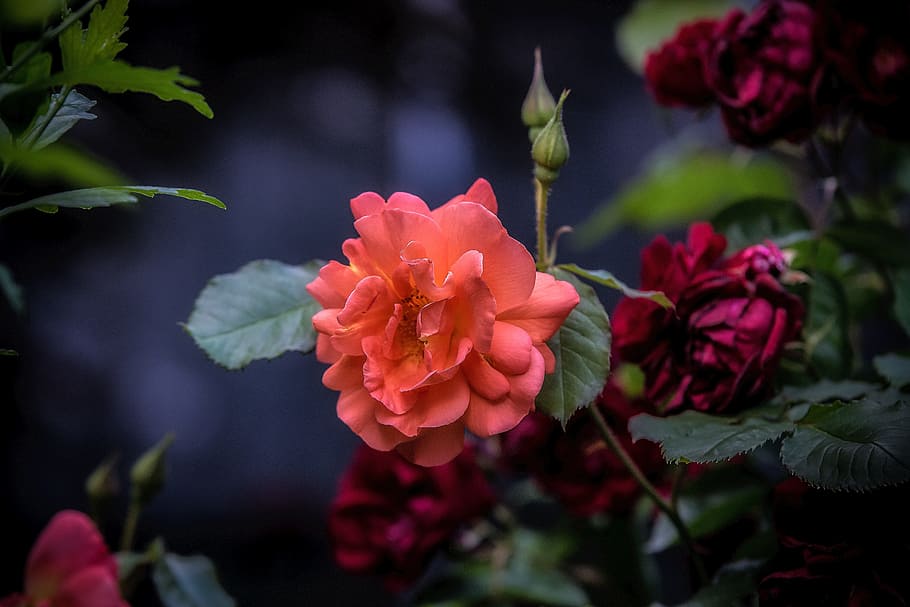 Nice, Flower, Red, Garden, pink color, plant, no people, nature HD wallpaper