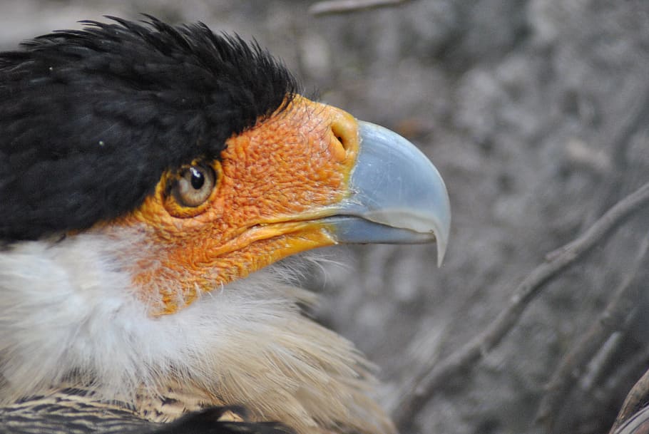 aguila, ave, peak, bird, animal themes, one animal, vertebrate HD wallpaper