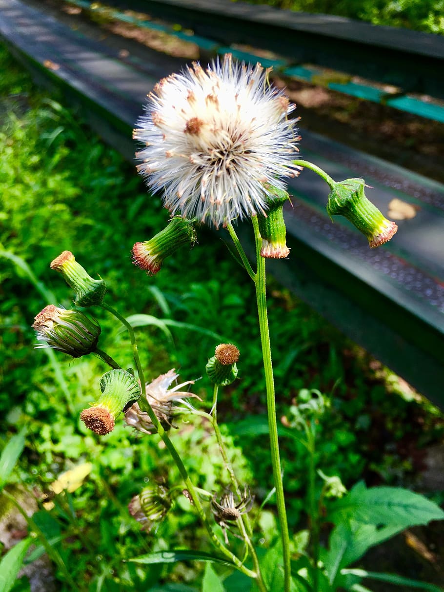 dandelion, plants, grass, flower, flowering plant, growth, fragility HD wallpaper