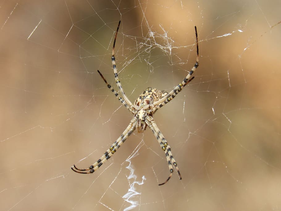 spider, arachnid, risk, web, trap, hunt, depredadror, spider web HD wallpaper