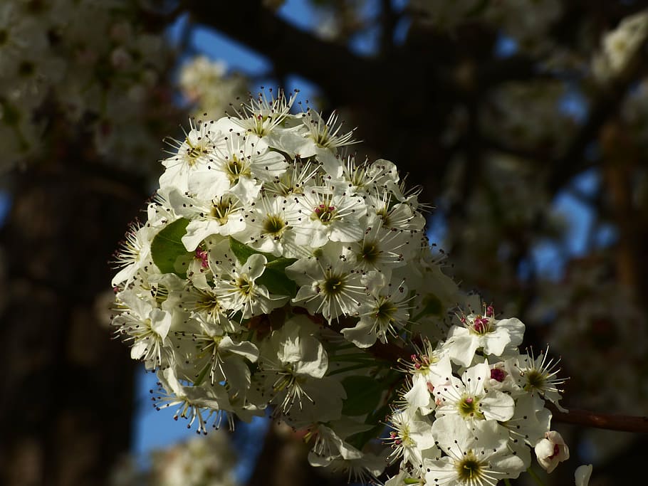 blossom, flower, spring, tree, floral, branch, bloom, flowering plant HD wallpaper