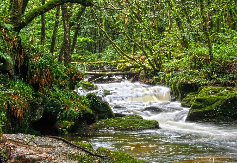 River, Trees, Landscape, Nature, Water, forest, grass, natural HD wallpaper