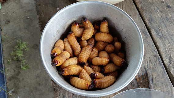 grubs, maggot, maggots, disgusting, food, worm, papua, indonesia HD wallpaper