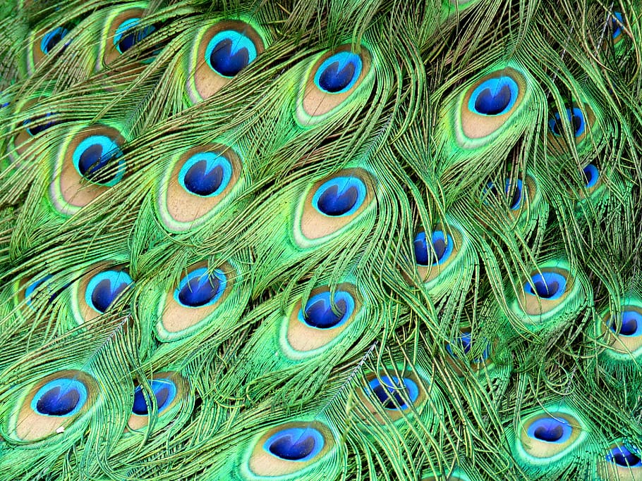 HD wallpaper: green and blue peacock feather, feathers, peafowl, plumage,  colorful | Wallpaper Flare