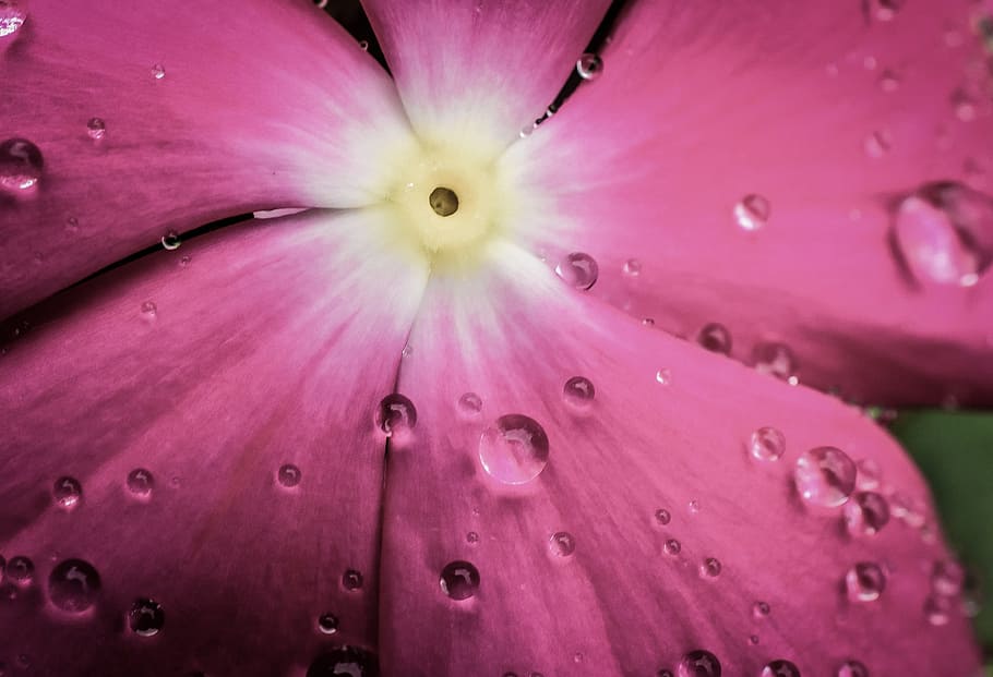 petals, plant, dew, rain, bloom, blossom, close-up, flora, flower HD wallpaper