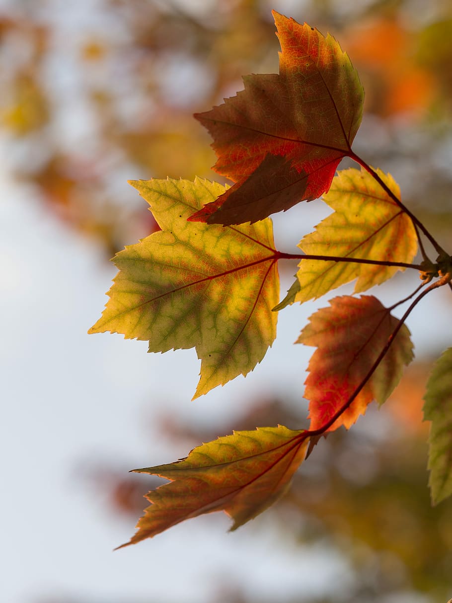 selective focus photography of orange leaves, selective focus photo of withering maple leaves HD wallpaper