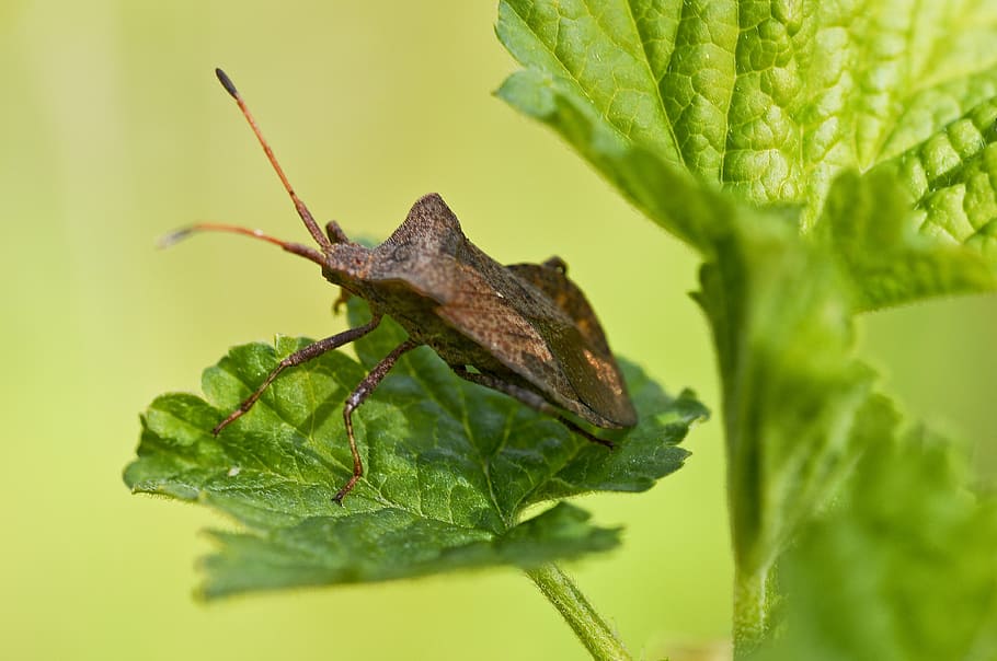 leather bug, plant, close, garden, green, nature, green color HD wallpaper