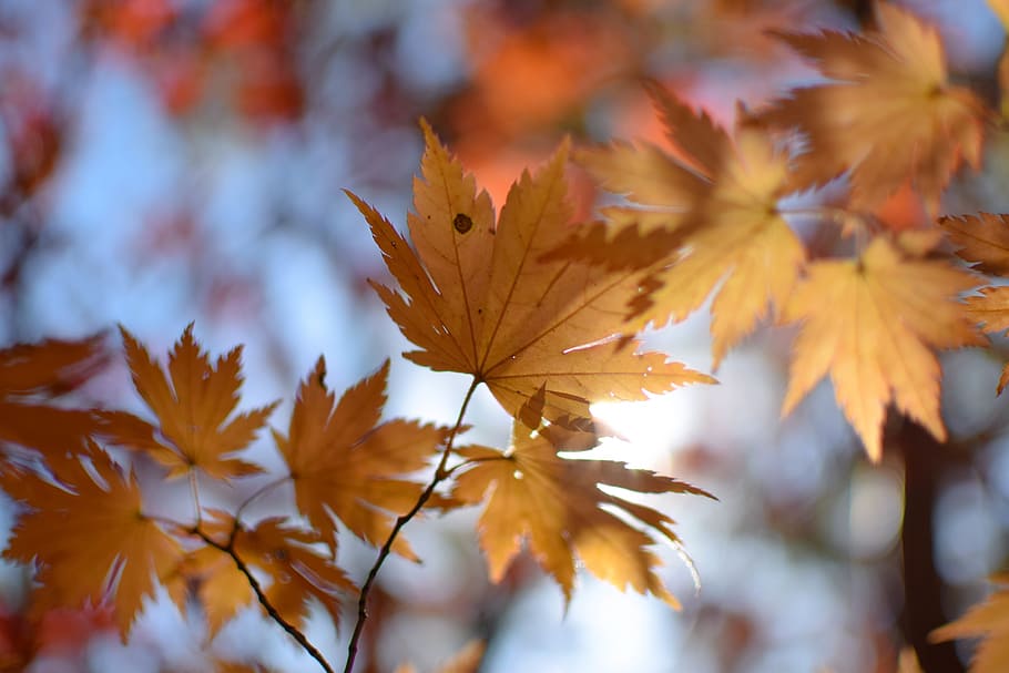 leaf, autumn, fall, nature, plant part, change, beauty in nature HD wallpaper