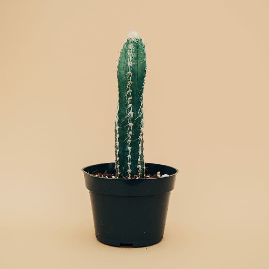 green cactus on black pot, potted green cactus, cacti, minimal, HD wallpaper