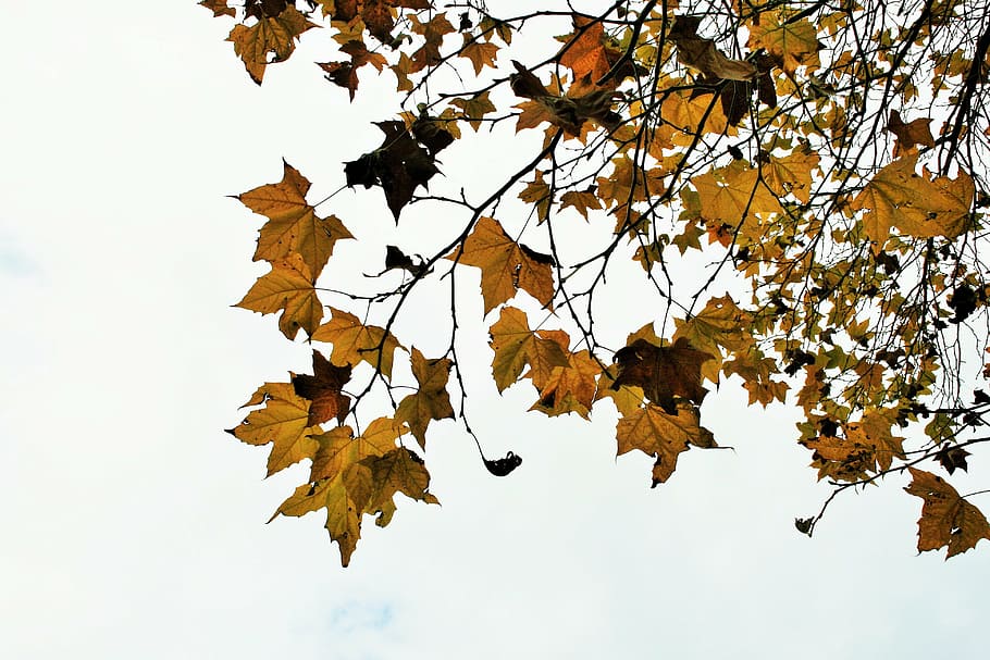 maple, maple leaves, maple tree, plane leaves, yellow, autumn HD wallpaper