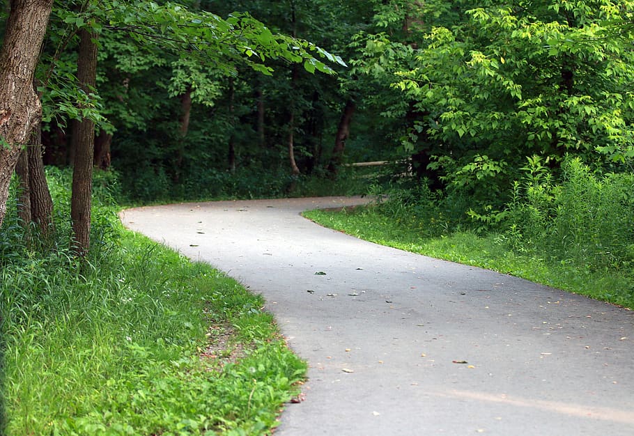 green, forest, pathway, direction, destination, leaves, curved HD wallpaper