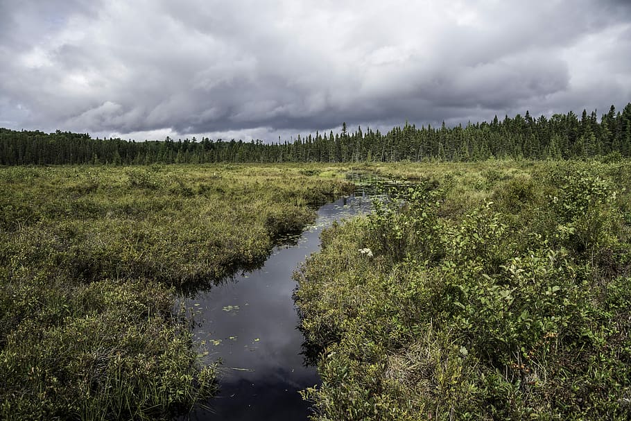 Creek flowing through the bog landscape at Algonquin Provincial Park, Ontario, Canada HD wallpaper