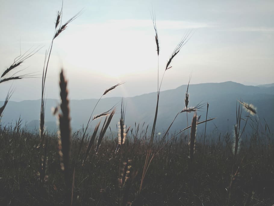 grass field during sunrise, wheat, mountain, mist, fog, sky HD wallpaper
