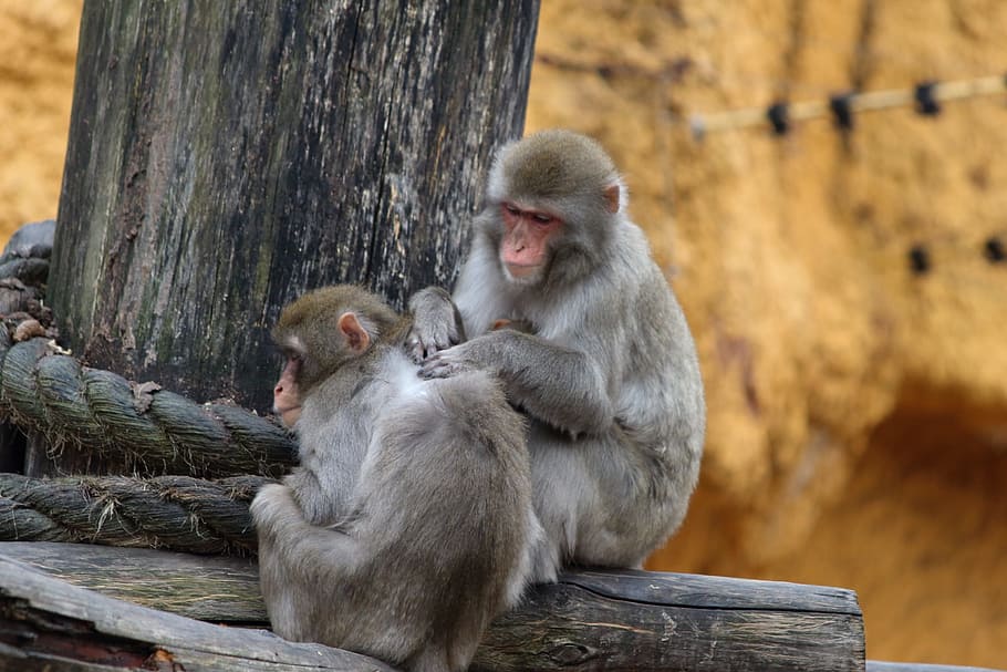 monkey, primacy, toque, wood, tree, cute, fur, animals, family HD wallpaper