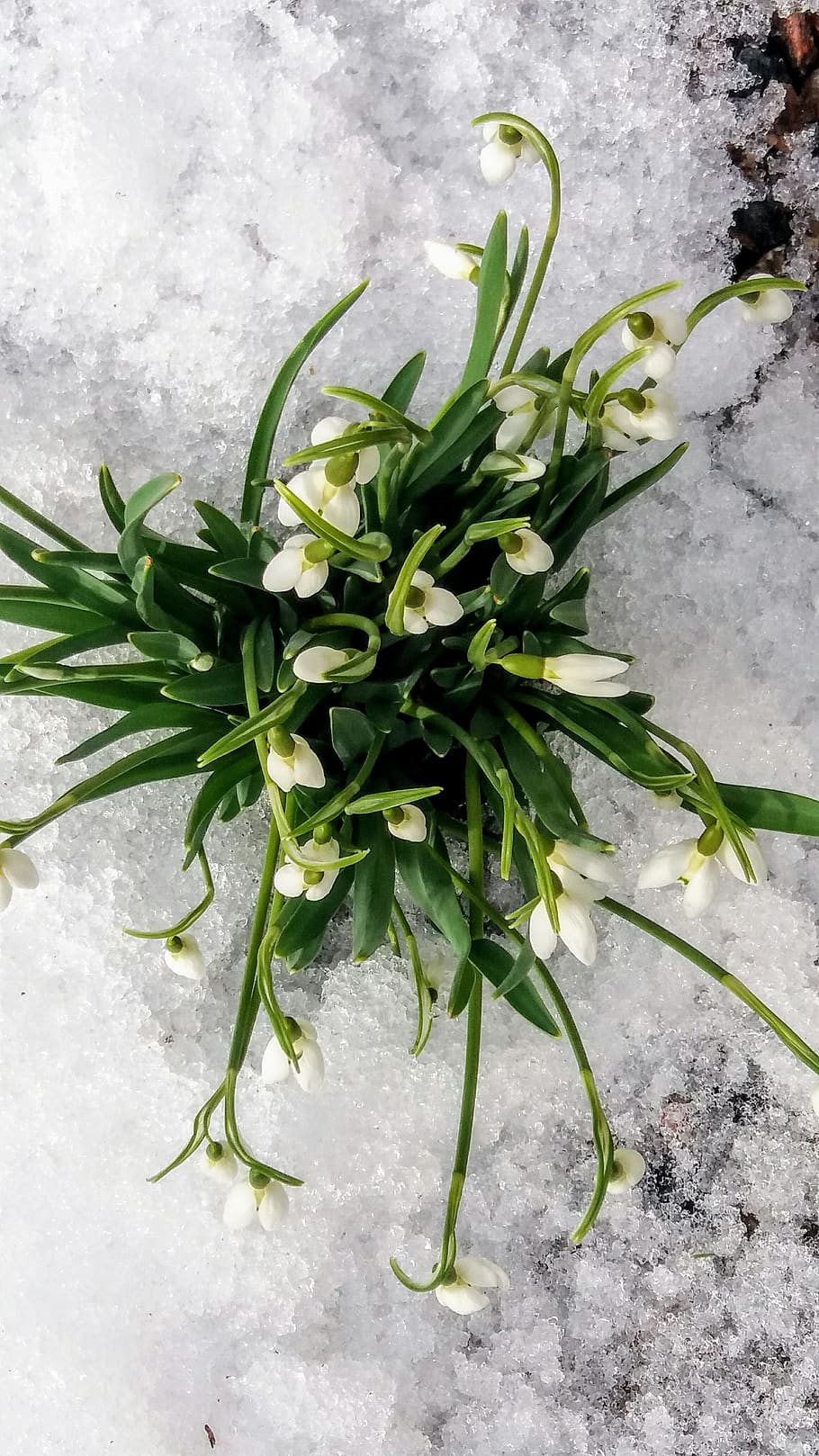 snowdrops, spring, plant, nature, green color, leaf, freshness HD wallpaper
