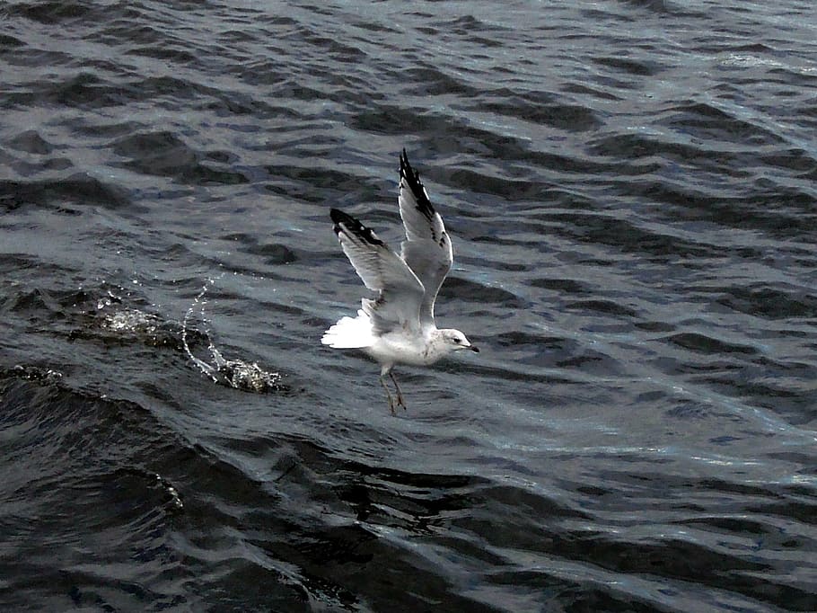seagull, river, wave, bird, take off, nature, water, white HD wallpaper