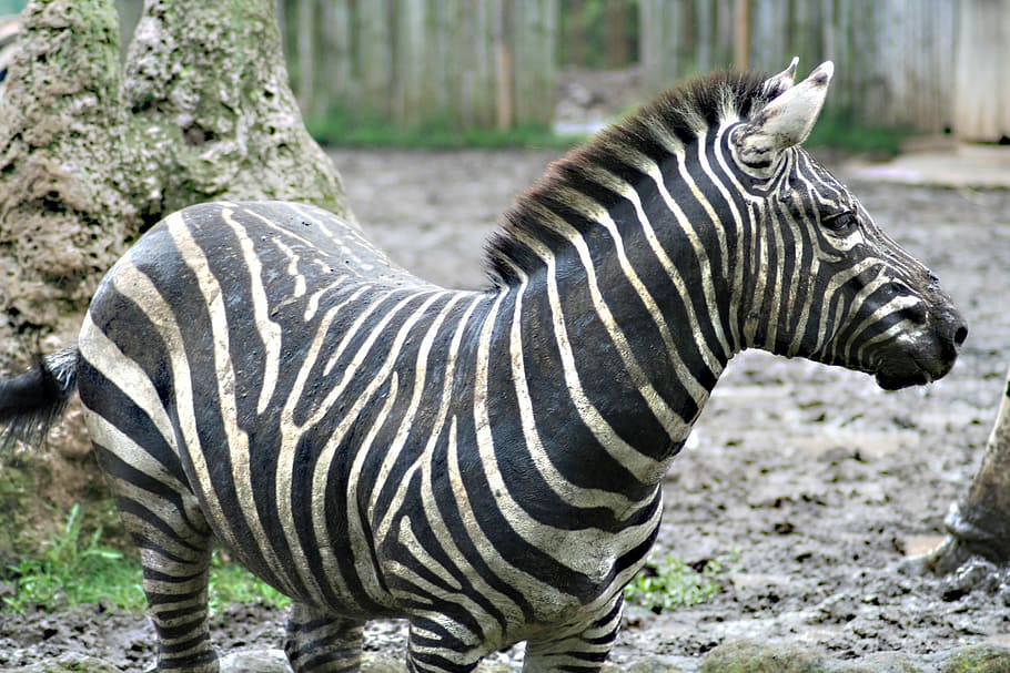 Zebra, Run, Black White, Zoo, one animal, animals in the wild HD wallpaper