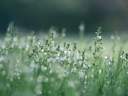 shallow focus photo of white flowers, white petaled flowers in bloom selective focus photography HD wallpaper