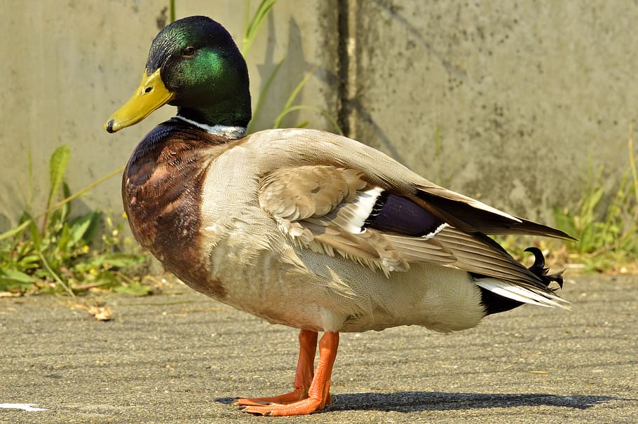 duck, nature, bird, vertebrate, animal, animals in the wild HD wallpaper
