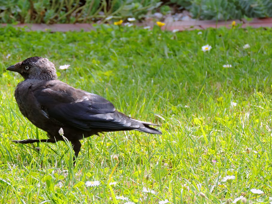 jackdaw, raven bird, corvus monedula, songbird, crow, feather, HD wallpaper