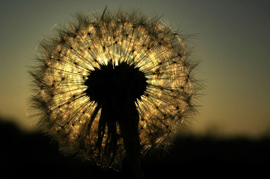 shallow focus photography of dandelion silhouette, back light HD wallpaper