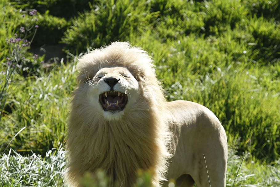 closeup photography of roaring lion during daytime, grin, agressive HD wallpaper