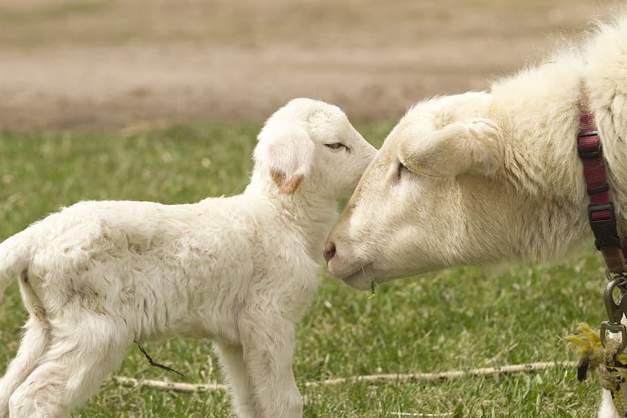 white goat with goat kidd, sheep, lamb, farm, agriculture, animal HD wallpaper