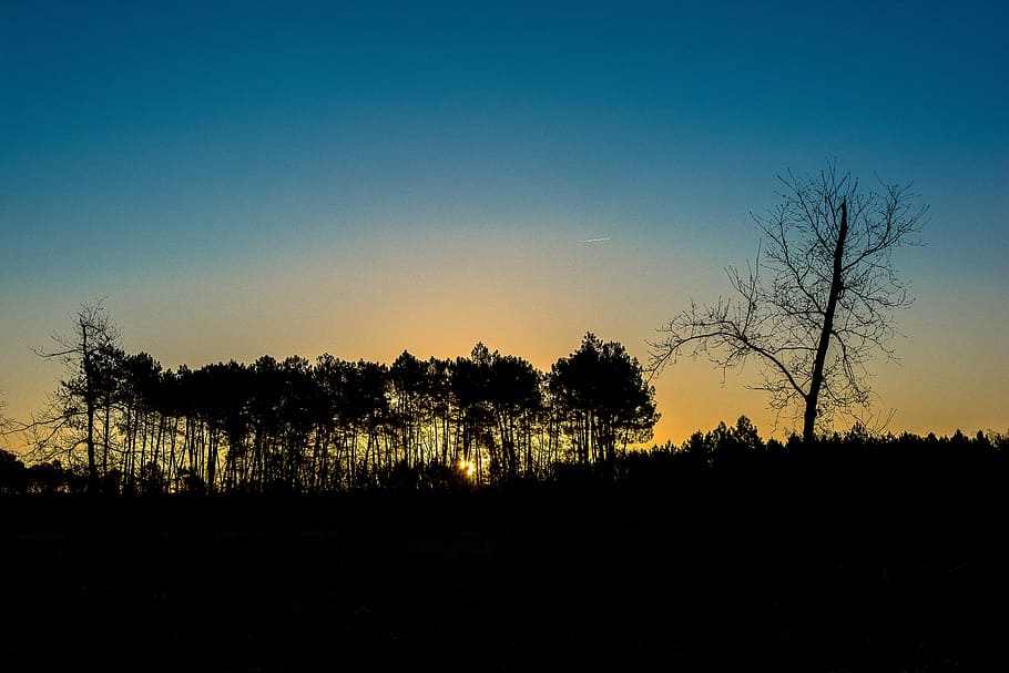 arcachon basin, sunset, lanton, tree, sky, plant, silhouette HD wallpaper