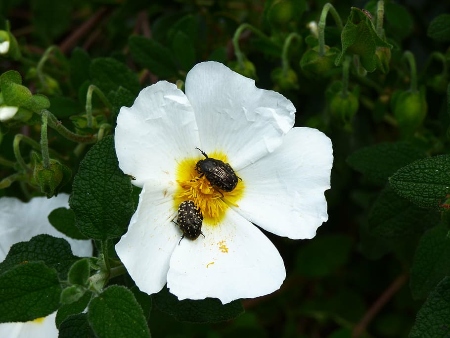 flower, beetle, pollen, insect, bug, plant, nature, spring HD wallpaper