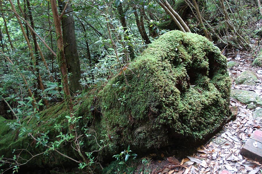 foam, tree, trunk, forest, plant, growth, land, beauty in nature HD wallpaper