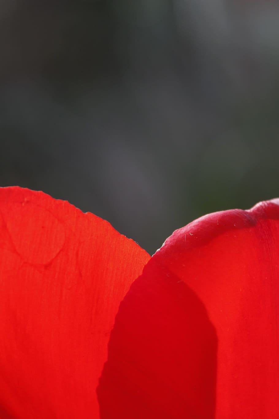 Flowers, Tulip, Spring, Petal, red, tulip spring, close-up HD wallpaper