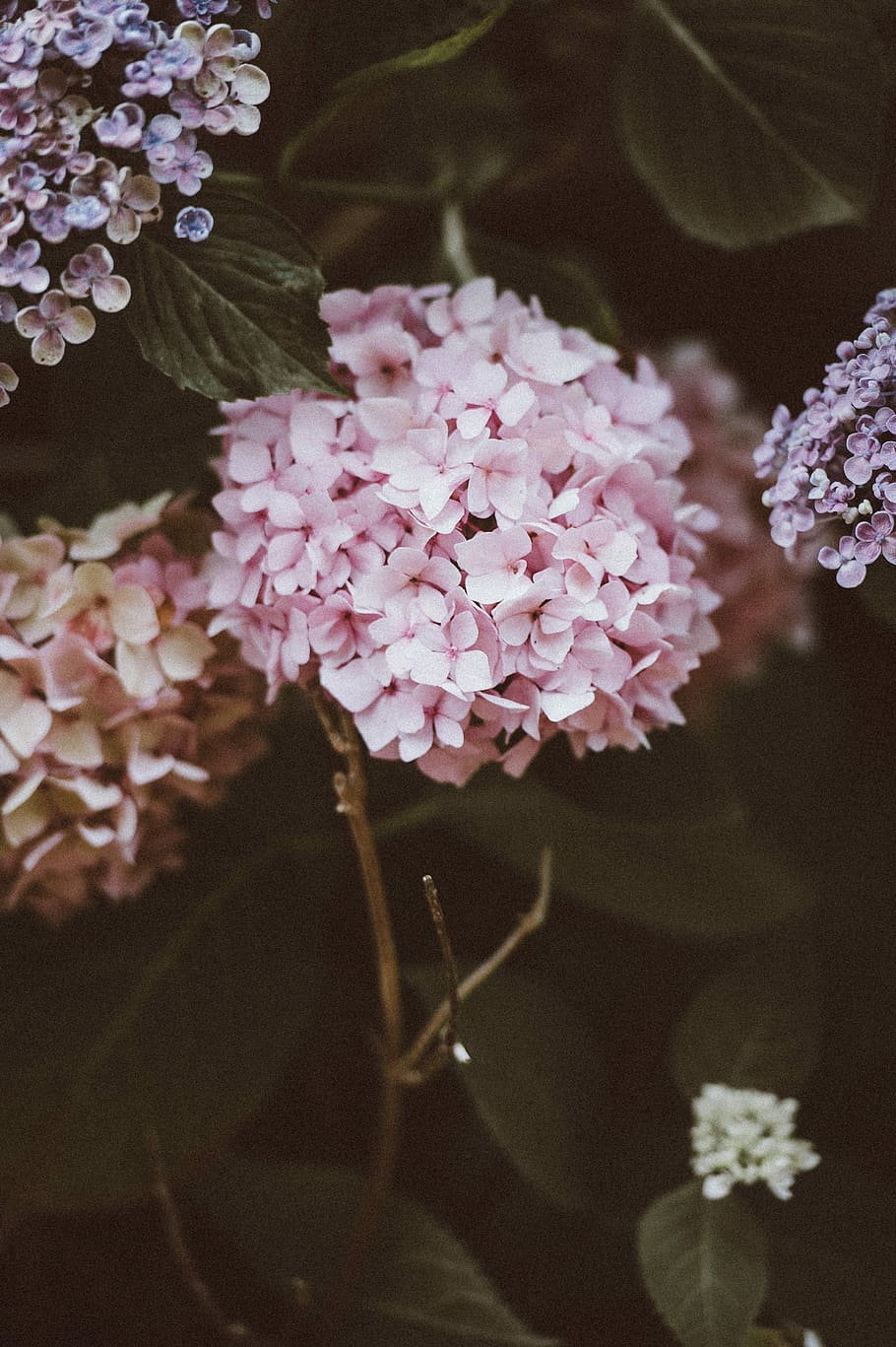 close up photo of pink hydrangeas in bloom, flower, petals HD wallpaper