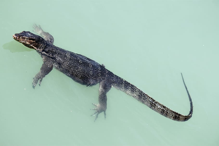 lizard, reptile, wild, creature, dragon, skin, zoo, reptilian HD wallpaper