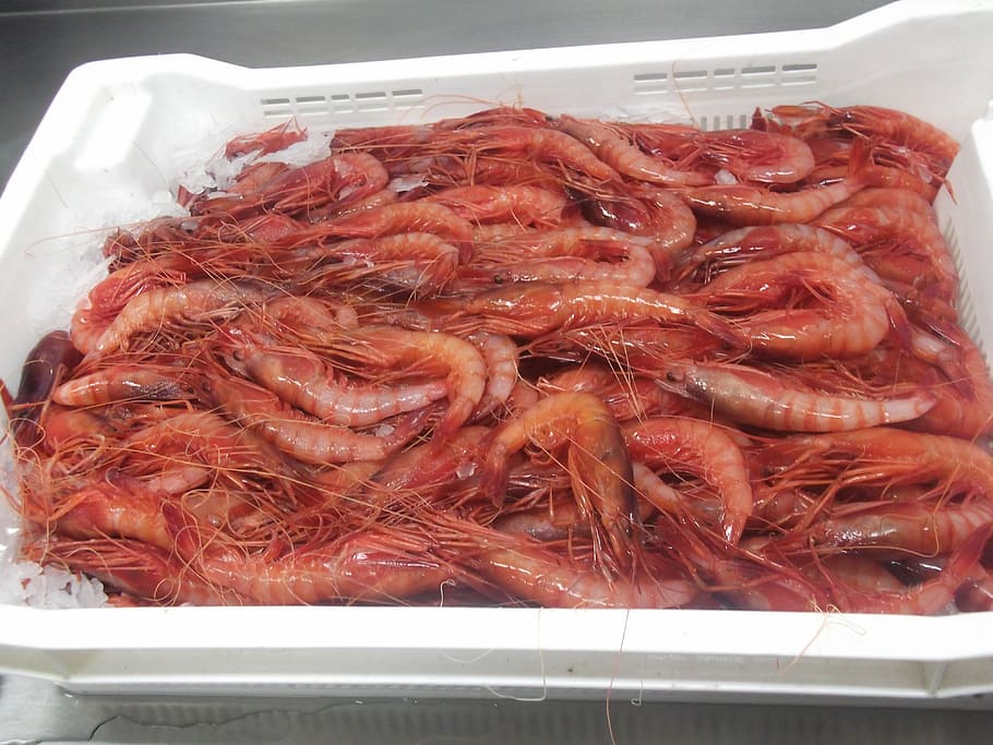 prawns, creative, fresh, seafood, kitchen, food and drink, freshness HD wallpaper