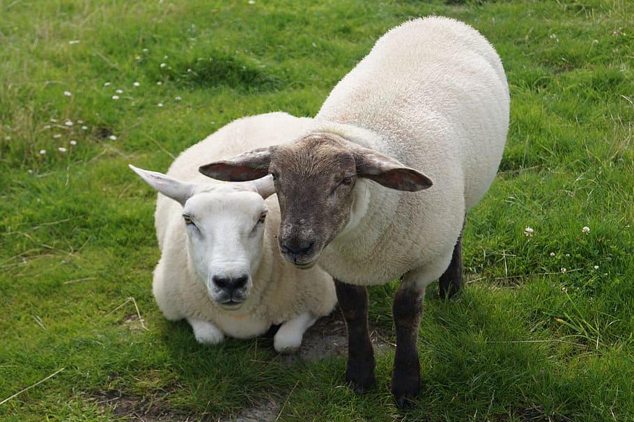 Sheep, Animals, Lamb, Wool, Ears, grass, agriculture, livestock, HD wallpaper