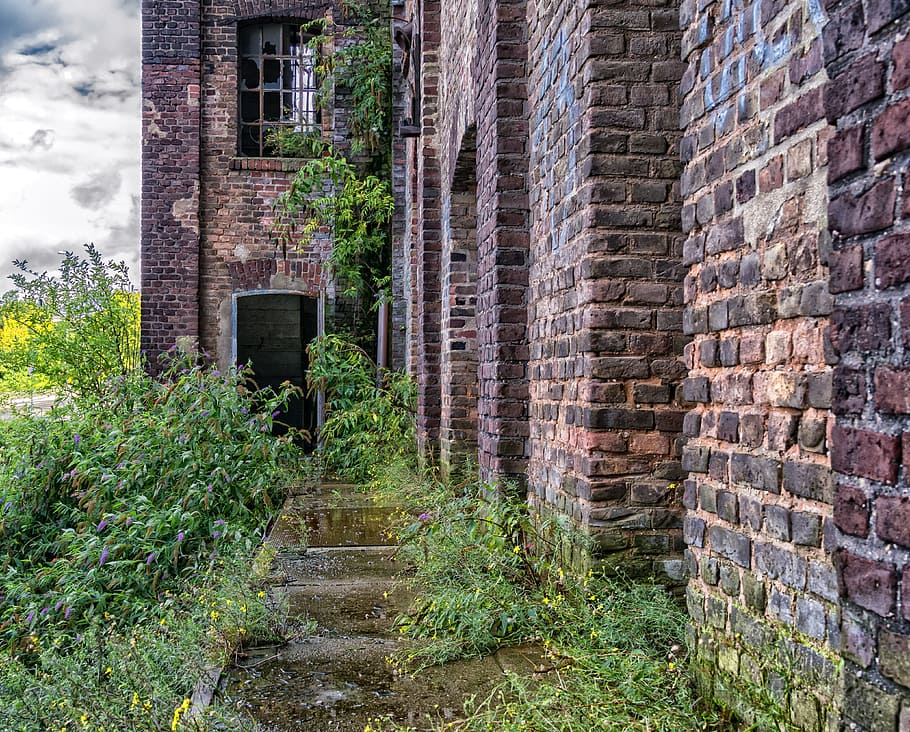 green leafed plants near brown brick wall, input, lost places HD wallpaper
