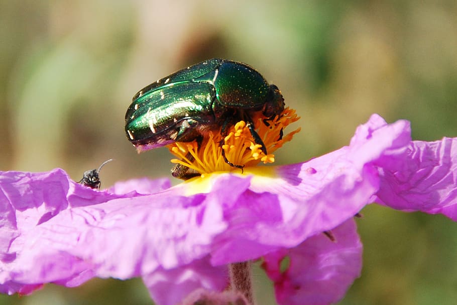 beetle, blossom, bloom, insect, pink, flowers, animal themes HD wallpaper