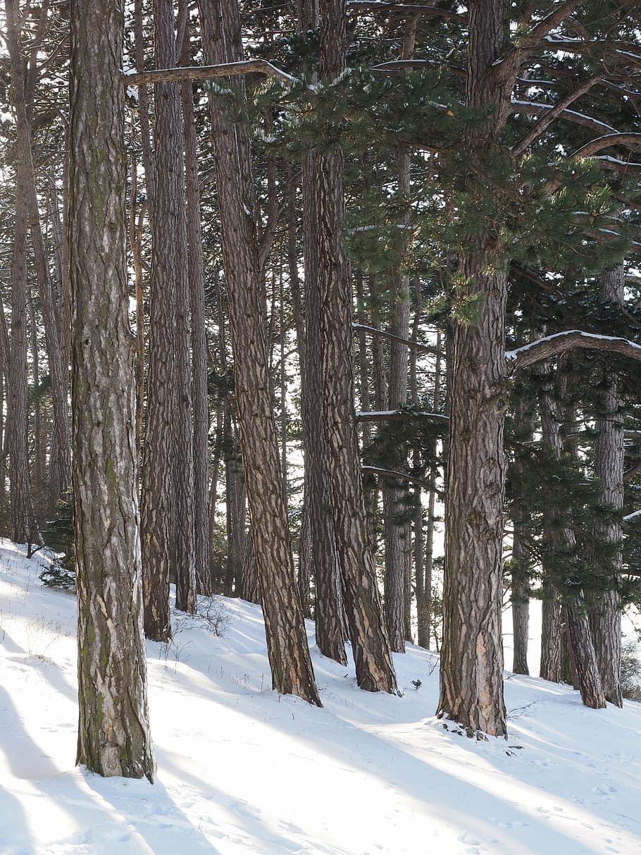pine forest, trees, pine family, tree trunks, conifer, forestry HD wallpaper