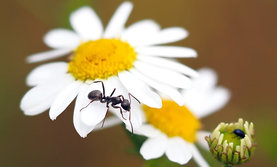 insect, nature, live, flower, flowering plant, freshness, fragility HD wallpaper