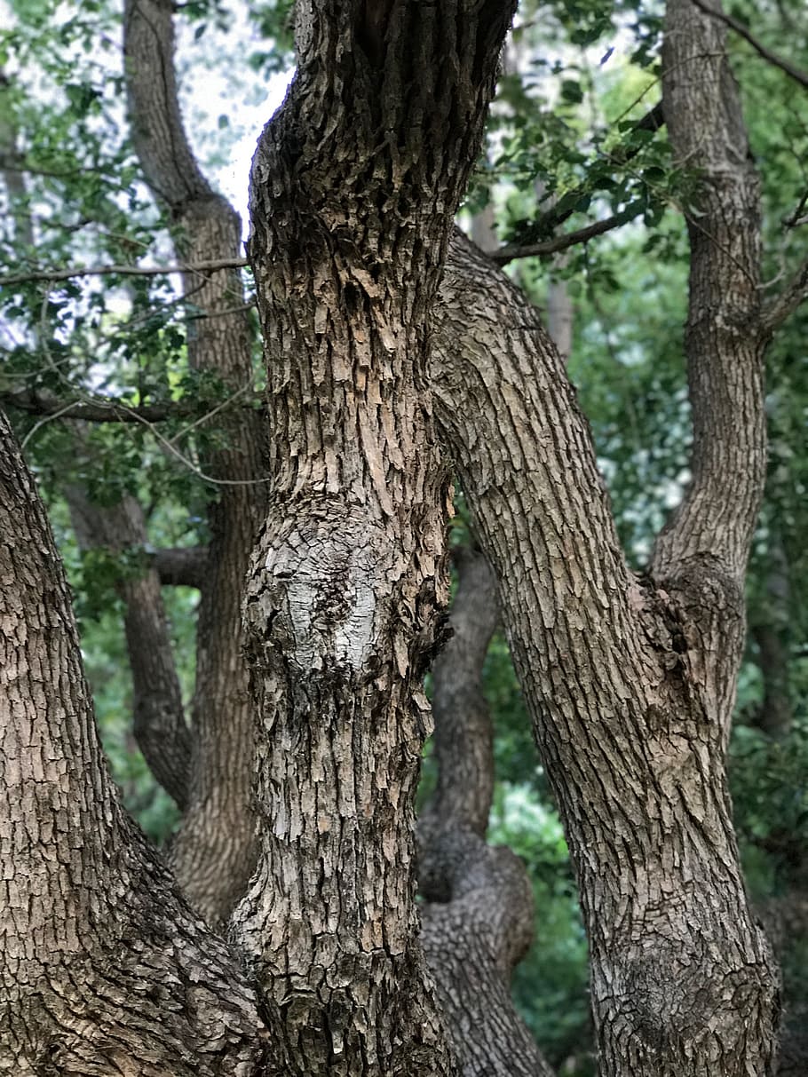 tree, nature, colour, branches, trunk, plant, tree trunk, growth HD wallpaper