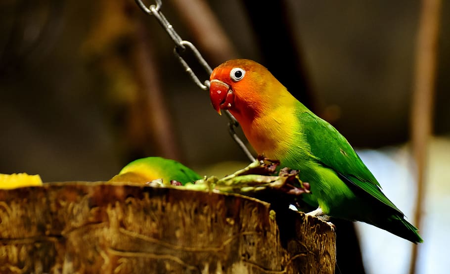 green and red bird perching on wood, lovebirds, parrot, colorful, HD wallpaper