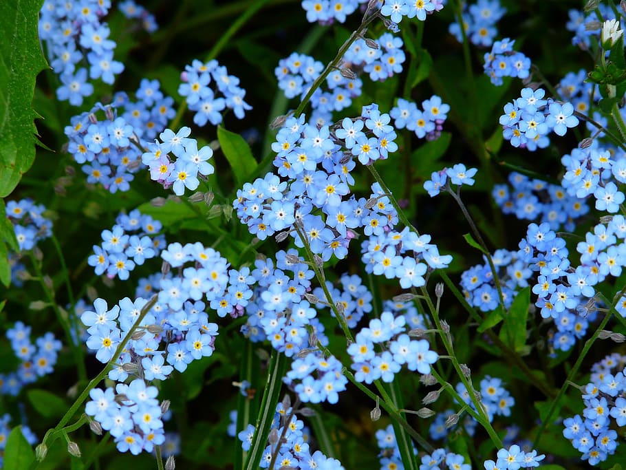 pink and blue petaled flower, forget me not, meadow, wild flower, HD wallpaper