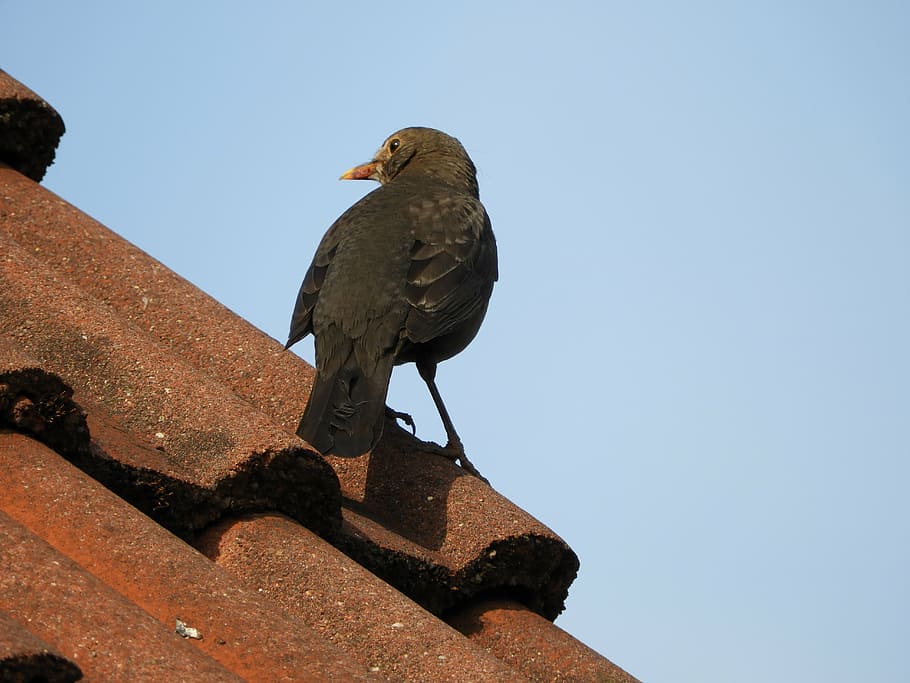 blackbird, roof, birds, sky, animal themes, vertebrate, animals in the wild, HD wallpaper