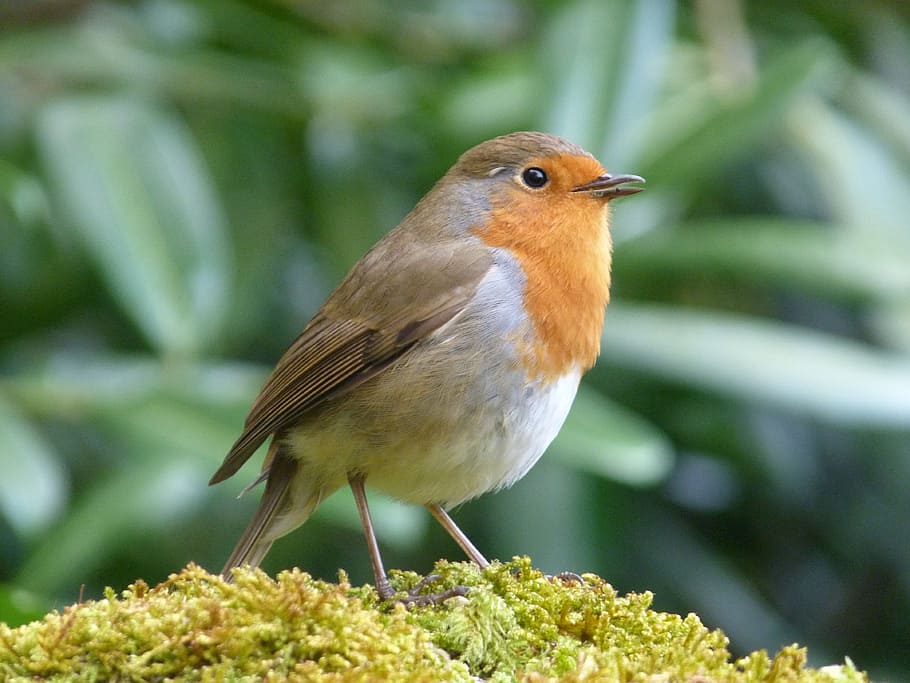 brown and white bird perched on green plant, linnet, robin HD wallpaper