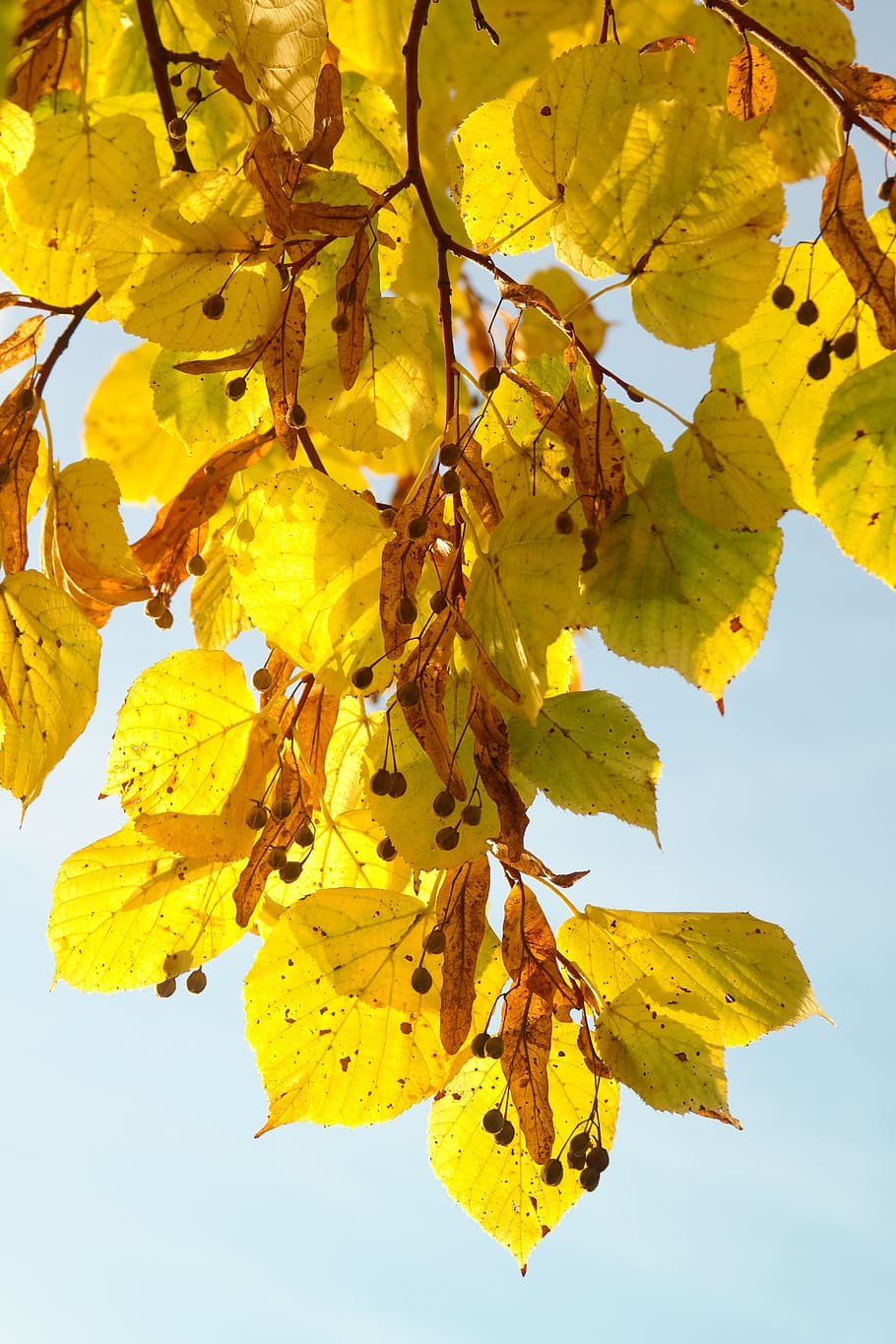 Linde, Seeds, Flying, Tree, Autumn, flying seeds, fall color HD wallpaper