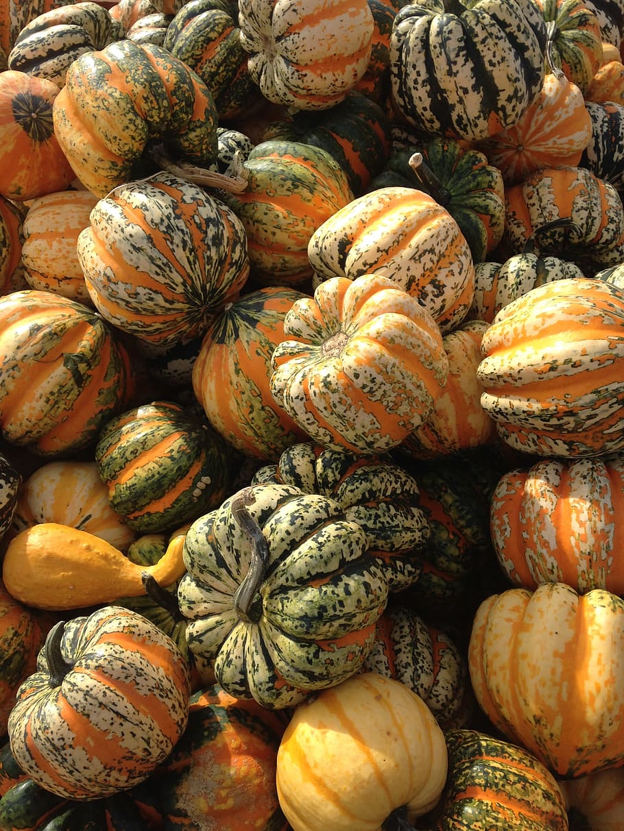 squash, fall, autumn, thanksgiving, pumpkin, orange, season HD wallpaper