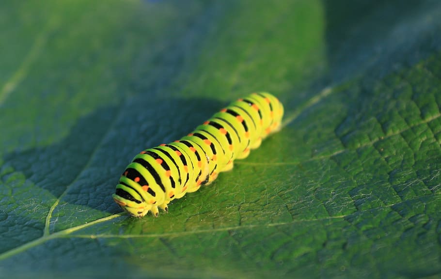 caterpillar, green, leaf, lepidoptera, papilionidae, swallowtail HD wallpaper